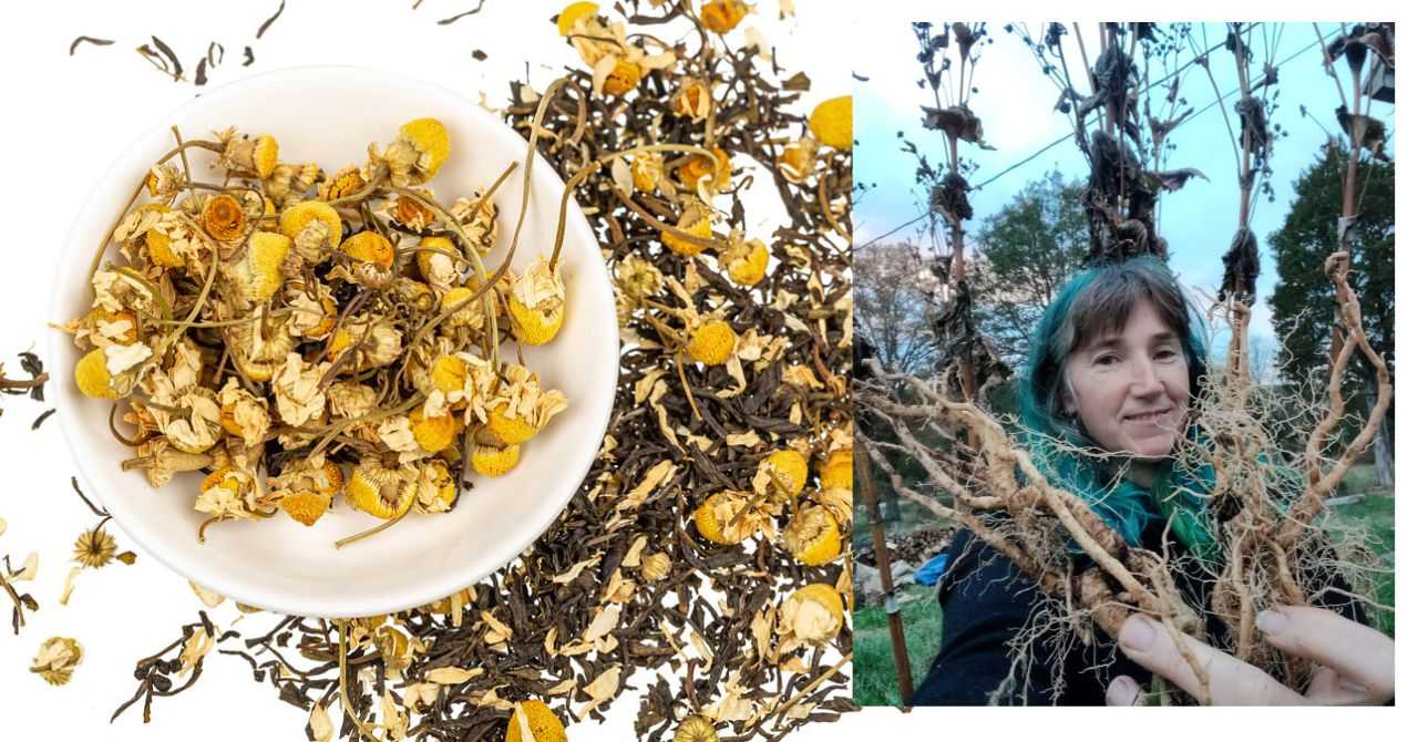 Dancing with Grief and Stress: An exploration of herbal and nutritive supports for emotional resilience